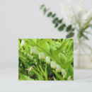 Suche nach solomon postkarten Blume