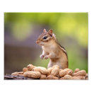 Suche nach chipmunk foto poster Natur