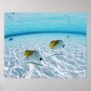 Suche nach fisch und poster Meer