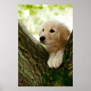 Suche nach labrador welpe poster Baby