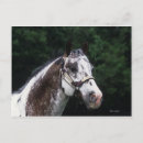 Suche nach appaloosa postkarten Foto