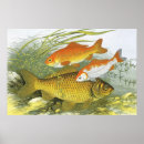 Suche nach koi fische poster Aquarium