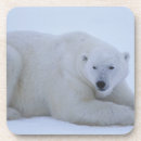 Suche nach eisbär untersetzer Wild lebende tiere