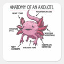 Suche nach anatomie aufkleber Süß