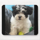 Suche nach havaneser mousepads Niedlich
