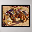 Suche nach kamel poster Wüste