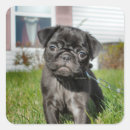 Suche nach mops party aufkleber Kaninchen