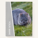 Suche nach wombat Australien