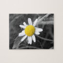 Suche nach gänseblümchen puzzle Blume