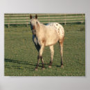 Suche nach gelding poster Stute