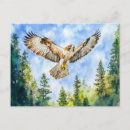 Suche nach bussard postkarten Vogelvogel