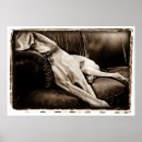 Suche nach hundezuchtverband poster Tier