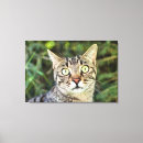 Suche nach grüne augen leinwandbilder Kätzchen