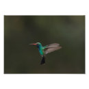 Suche nach flug poster Vogelbeobachtung