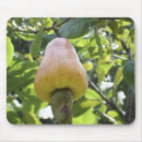 Suche nach acajoubäume Acajoubaum