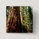 Suche nach yosemite buttons Wald