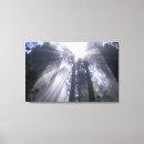 Suche nach licht leinwandbilder Baum