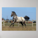 Suche nach appaloosa poster Reitpferd