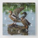 Suche nach babyente poster Natur