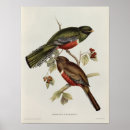 Suche nach vogelkunde poster Illustration