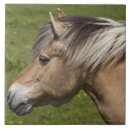 Suche nach mahn fliesen Mähne