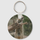 Suche nach meerkats accessoires Fotografie