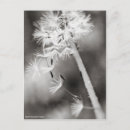 Suche nach löwenzahn postkarten Sommer