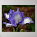 Suche nach lavendel blumen poster Für sie