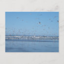 Suche nach möwe postkarten Flug