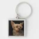 Suche nach yorkie accessoires Fotografie