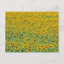 Suche nach horizont über land Blume