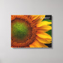 Suche nach garten mit sonnenblumen leinwandbilder Blüte