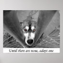Suche nach adopt poster Dog