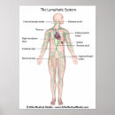 Suche nach menschliche drüsen poster Anatomie