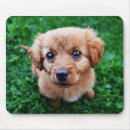 Suche nach sitzender hund mousepads Welpe