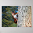 Suche nach eichhörnchen baum poster Wildtiere