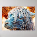 Suche nach niedliches kamel poster Wild