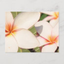 Suche nach plumeria postkarten Tropische blume