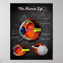 Suche nach menschliches auge poster Anatomie