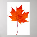 Suche nach ahornblatt poster Farbe
