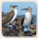 Suche nach ecuador untersetzer Galapagos