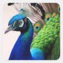 Suche nach peacock aufkleber Tiere