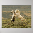 Suche nach zwei pferde poster Wildpferd
