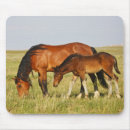 Suche nach stute und fohlen mousepads Superstock