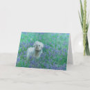 Suche nach bichons karten Hund