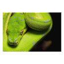 Suche nach reptil poster Python