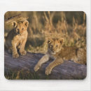 Suche nach löwe afrika mousepads Panthera leo
