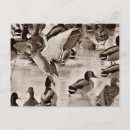 Suche nach schwarze ente postkarten Fotografie