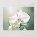 Suche nach weiße orchideen postkarten Aquarell