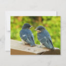 Suche nach schwalbe karten Vogelvogel